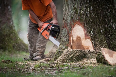 Abattage d’arbre Montpellier – Travail propre et maîtrisé